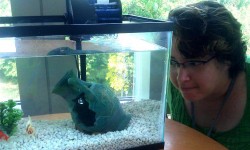 Fish tank, Stationary