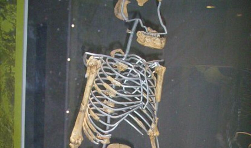 Critically Analyzing the Discovery of “Lucy” (Australopithicus Afarensis)
