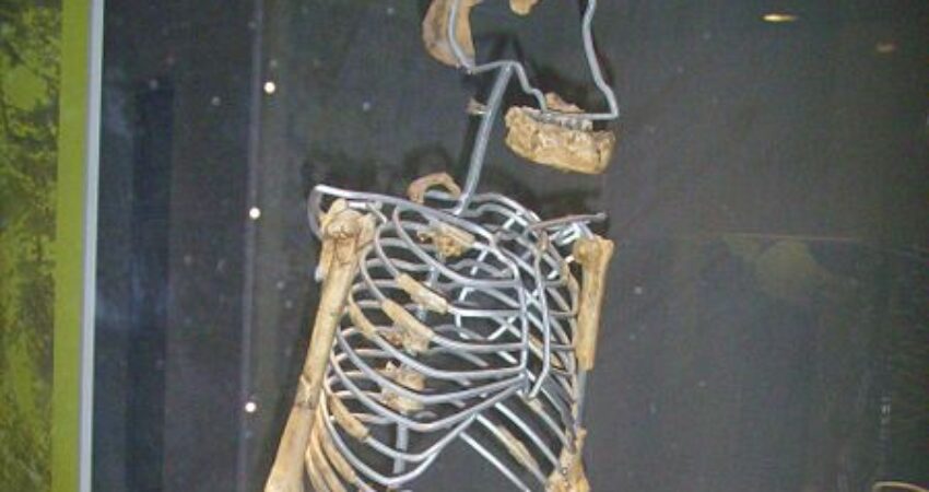 Critically Analyzing the Discovery of “Lucy” (Australopithicus Afarensis)